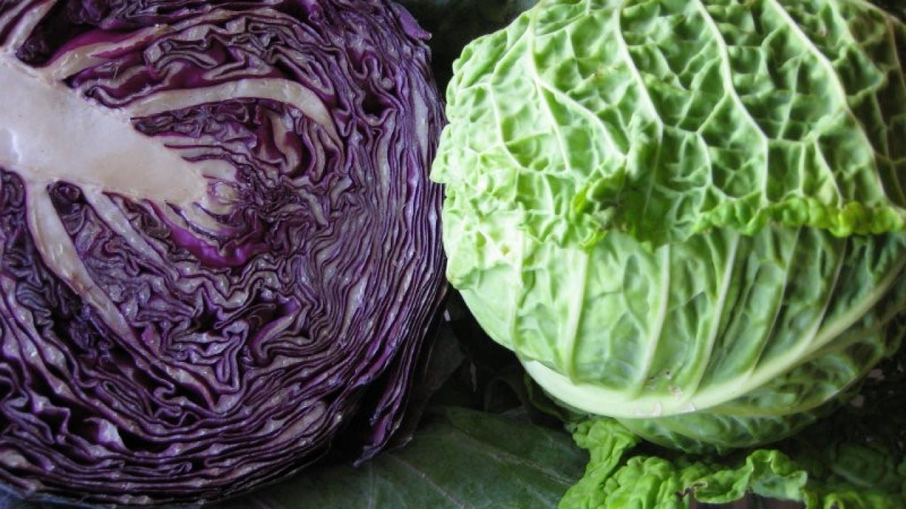 cabbages