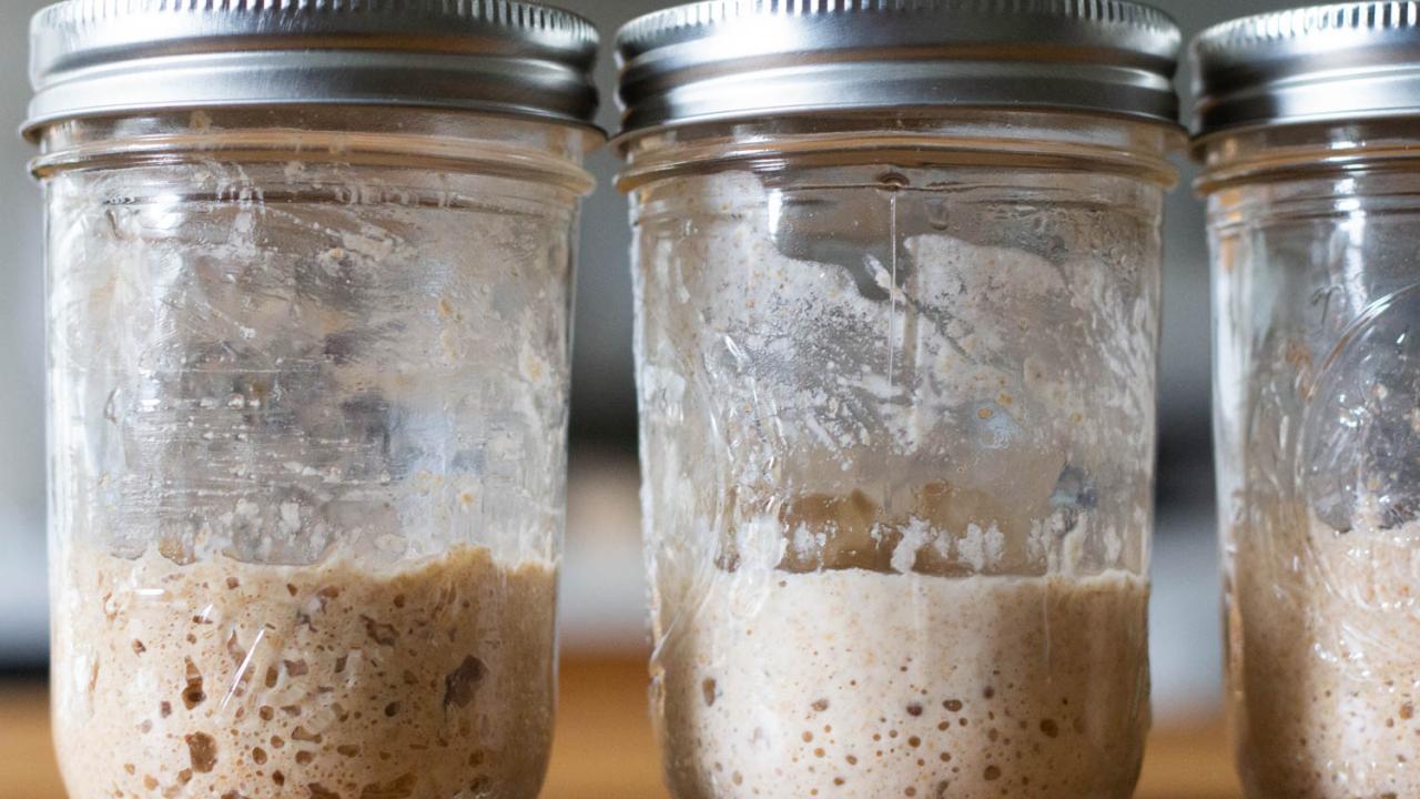sourdough starters